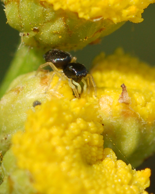 Heliophanus sp.